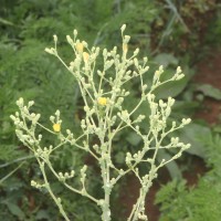 Lactuca sativa L.